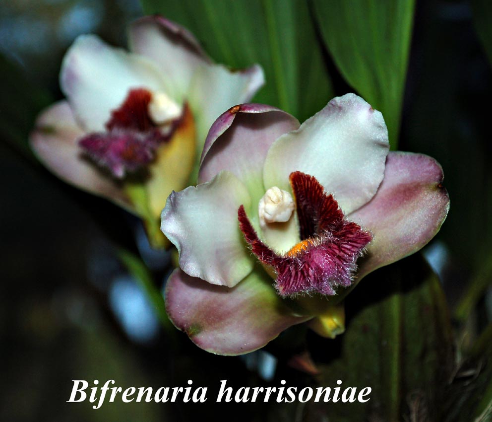 Bifrenaria harrisoniae 4\"pot